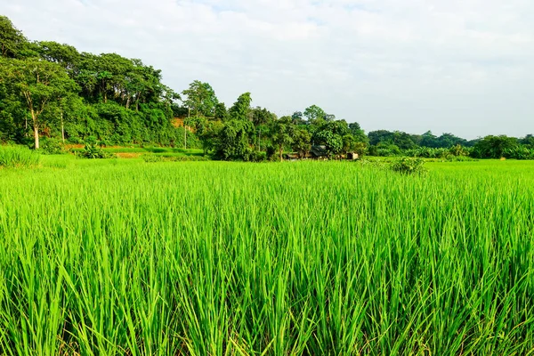 Yeşil çeltik tarlası