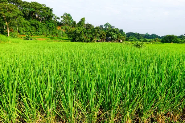 Yeşil çeltik tarlası