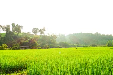 Yeşil çeltik tarlası