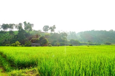 Yeşil çeltik tarlası