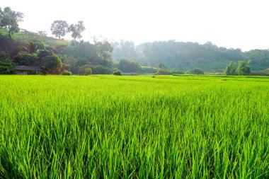 Yeşil çeltik tarlası