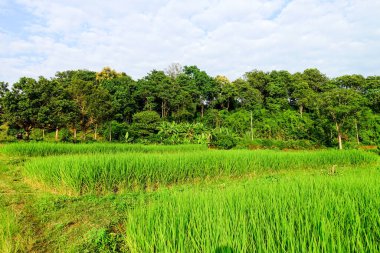 Yeşil çeltik tarlası