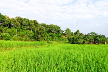 Yeşil çeltik tarlası