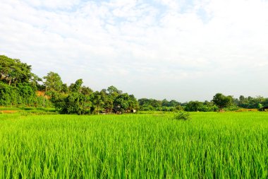 Yeşil çeltik tarlası