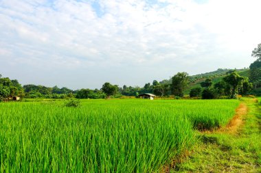 Yeşil çeltik tarlası