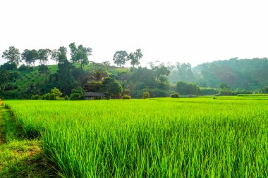 Yeşil çeltik tarlası