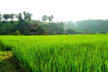 Yeşil çeltik tarlası