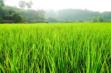 Yeşil çeltik tarlası