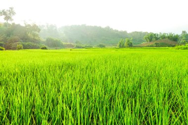 Yeşil çeltik tarlası