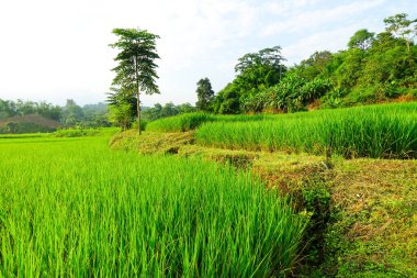 Yeşil çeltik tarlası