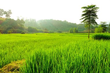 Yeşil çeltik tarlası