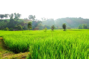Yeşil çeltik tarlası