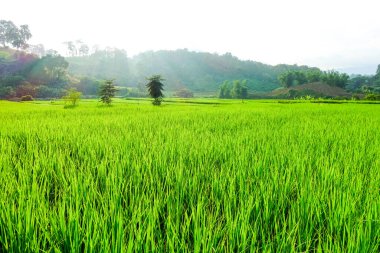 Yeşil çeltik tarlası