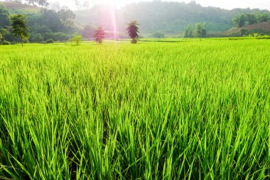 Yeşil çeltik tarlası