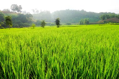 Yeşil çeltik tarlası