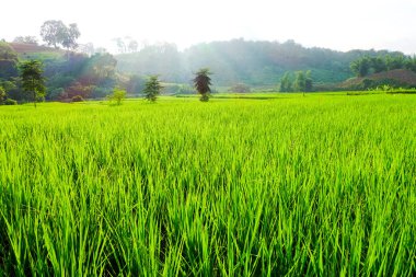 Yeşil çeltik tarlası