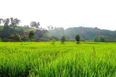 Yeşil çeltik tarlası