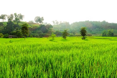 Yeşil çeltik tarlası
