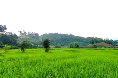 Yeşil çeltik tarlası