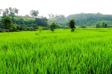 Yeşil çeltik tarlası