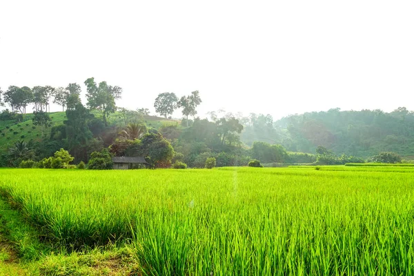 Зеленое Рисовое Поле Рисовым Полем — стоковое фото