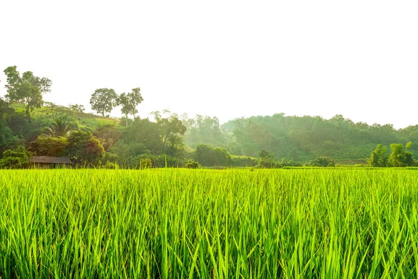 Campo Arroz Verde Con Arroz — Foto de Stock