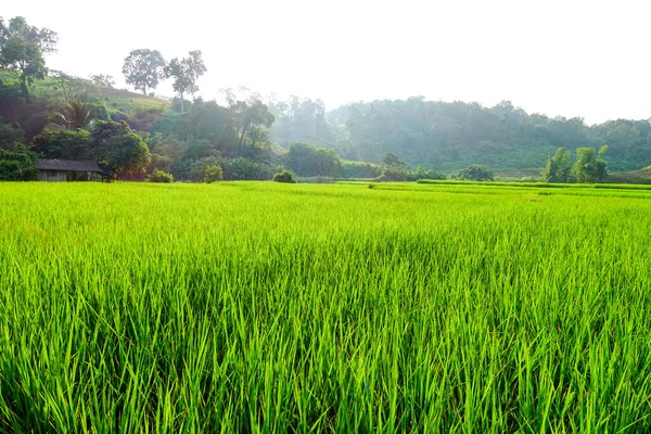 Yeşil çeltik tarlası