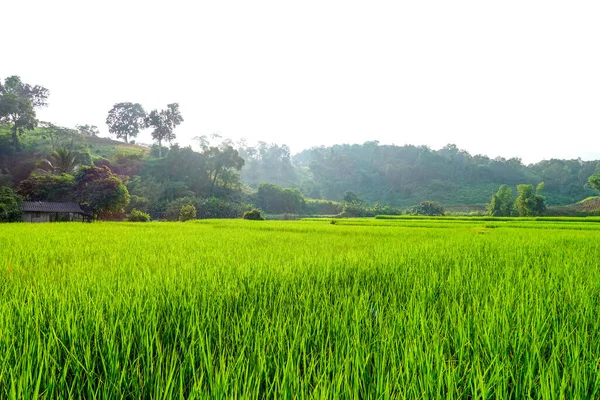Πράσινο Ρύζι Πεδίο Paddy — Φωτογραφία Αρχείου