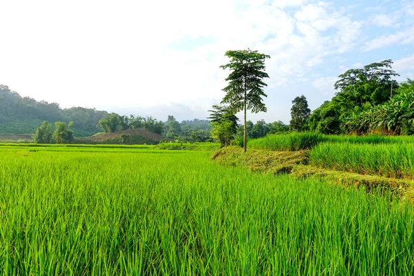 Green Rice Field Paddy — Stock Photo, Image