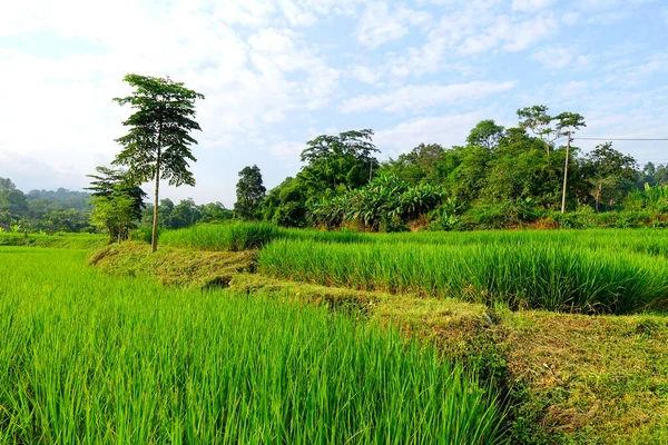 Campo Arroz Verde Com Arroz Paddy — Fotografia de Stock