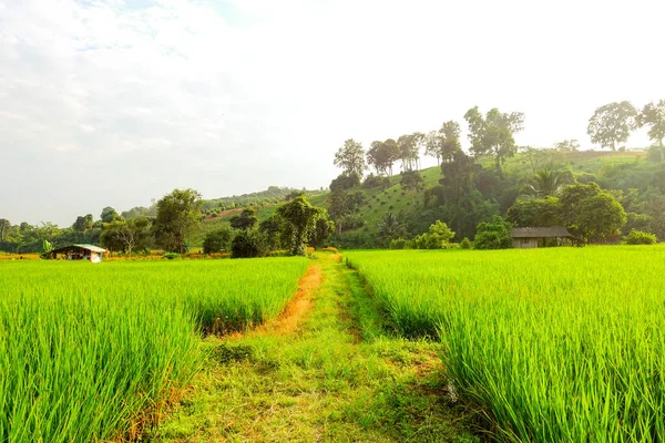 Campo Arroz Verde Com Arroz Paddy — Fotografia de Stock