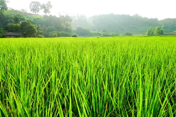 Yeşil çeltik tarlası