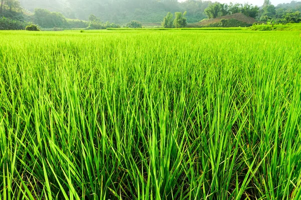 Campo Arroz Verde Con Arroz — Foto de Stock