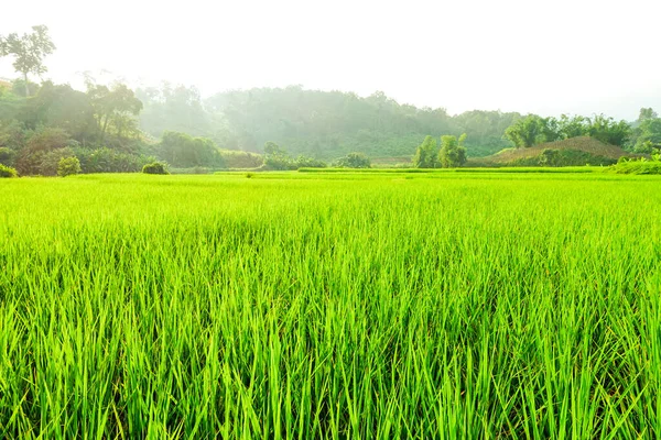 Yeşil çeltik tarlası