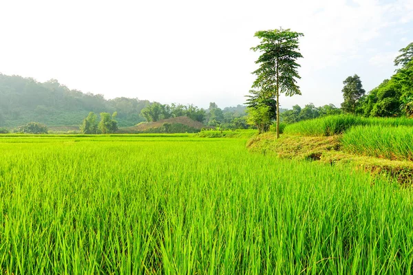 Grünes Reisfeld Mit Reisfeldern — Stockfoto