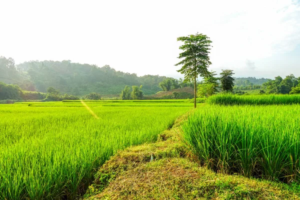 Yeşil çeltik tarlası