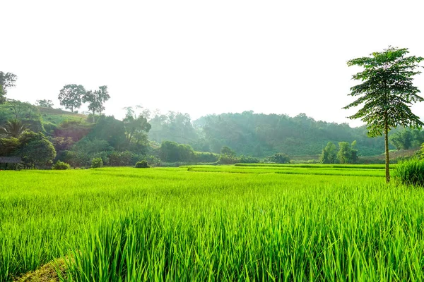 Green Rice Field Paddy — Stock Photo, Image