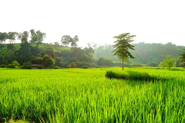 Πράσινο Ρύζι Πεδίο Paddy — Φωτογραφία Αρχείου