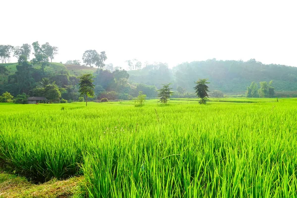 Зелене Рисове Поле Тарілкою — стокове фото