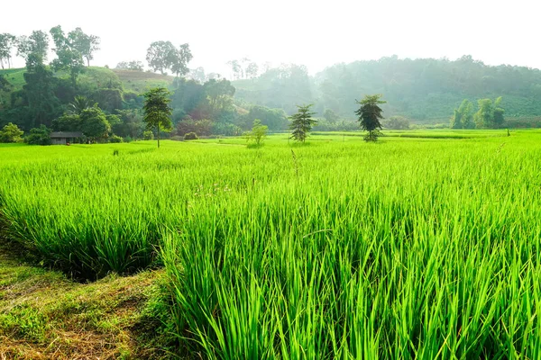 Green Rice Field Paddy — Stock Photo, Image