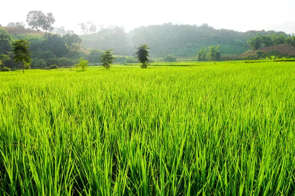 Grünes Reisfeld Mit Reisfeldern — Stockfoto
