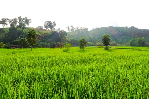 Sawah Hijau Dengan Padi — Stok Foto