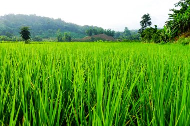 Yeşil çimenli tarla, doğal manzara 
