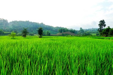 Yeşil çimenli tarla, doğal manzara 
