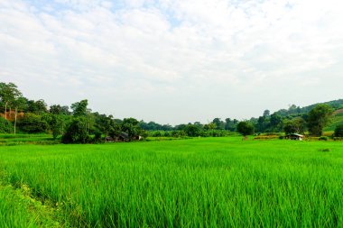 Yeşil çimenli tarla, doğal manzara 