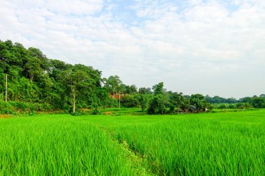 Yeşil çimenli tarla, doğal manzara 