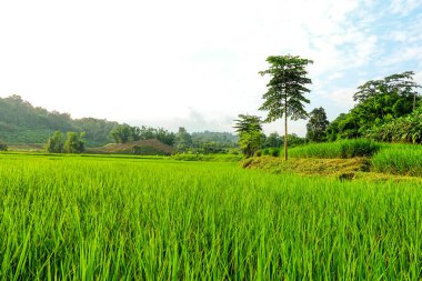 Yeşil çimenli tarla, doğal manzara 