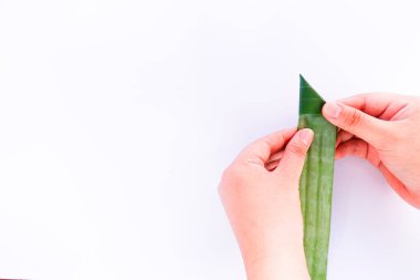 Beyaz arka planda yeşil yaprakları tutan kadın elleri