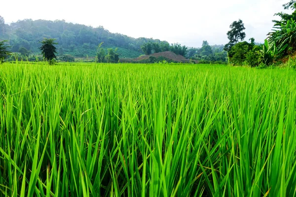 绿草的田野 自然景观 — 图库照片