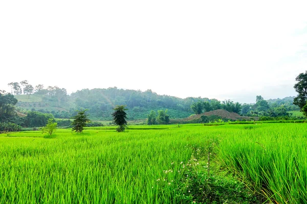 Campo Con Hierba Verde Paisaje Natural — Foto de Stock